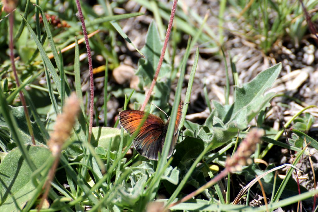 Erebia pandrose?